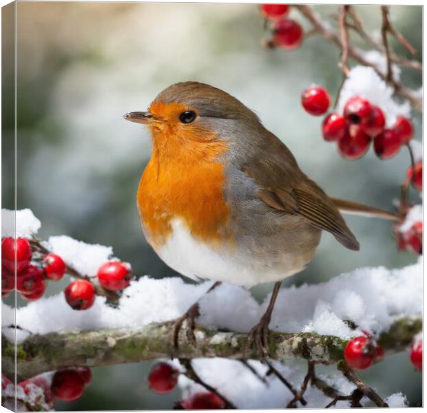 Robin in the Snow. Canvas Print by Colin Allen