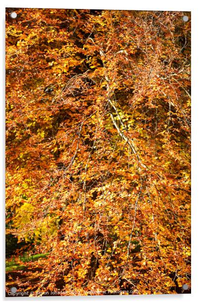 Autumn Beech tree Acrylic by Simon Johnson