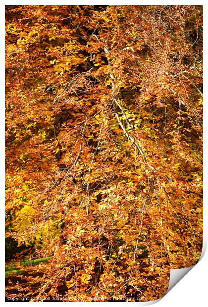 Autumn Beech tree Print by Simon Johnson