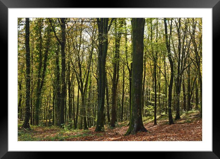 Shooting towards the trees and into the Sun  Framed Mounted Print by Nick Jenkins