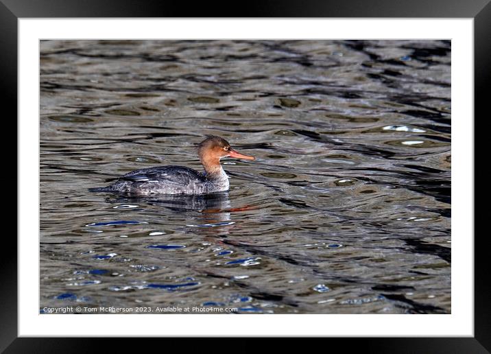 Red-Breasted Merganser  Framed Mounted Print by Tom McPherson