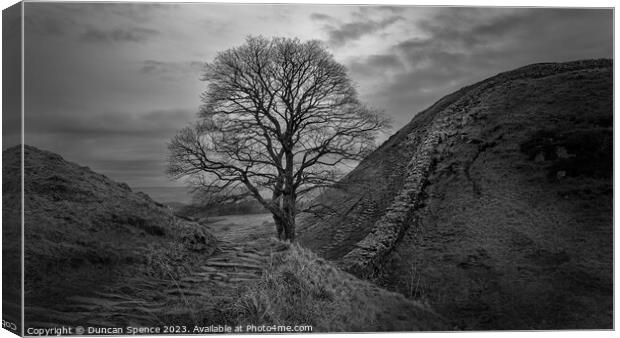 Sycamore Gap Canvas Print by Duncan Spence