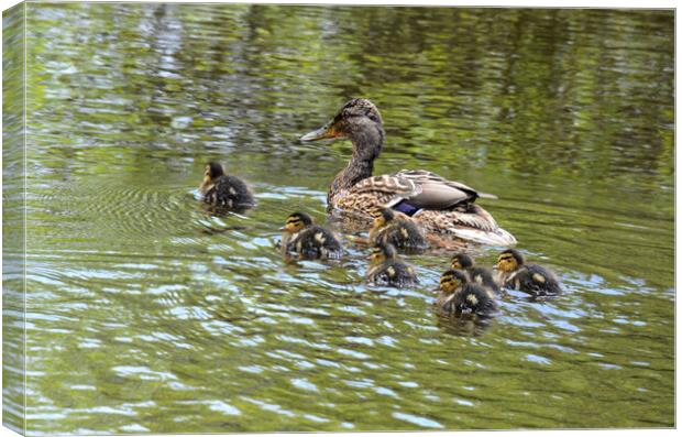 Baby ducklings with their mum Canvas Print by kathy white