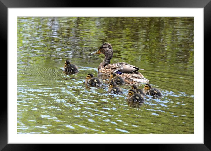 Baby ducklings with their mum Framed Mounted Print by kathy white
