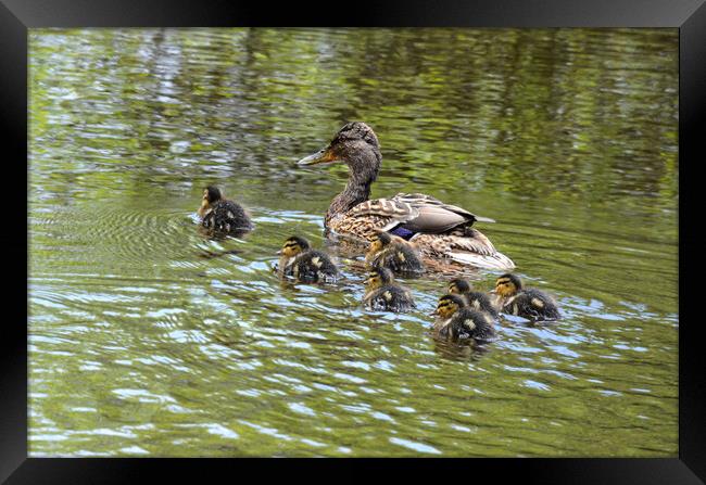 Baby ducklings with their mum Framed Print by kathy white