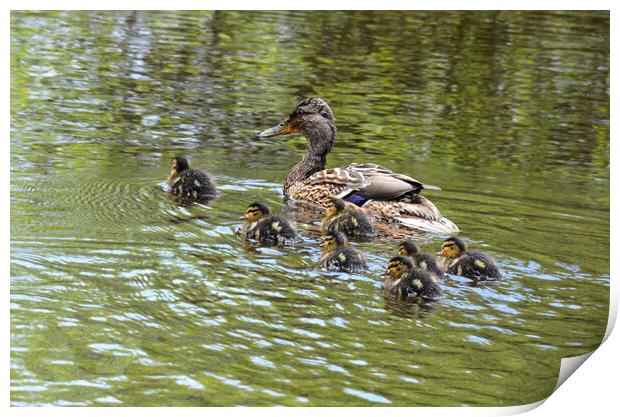 Baby ducklings with their mum Print by kathy white