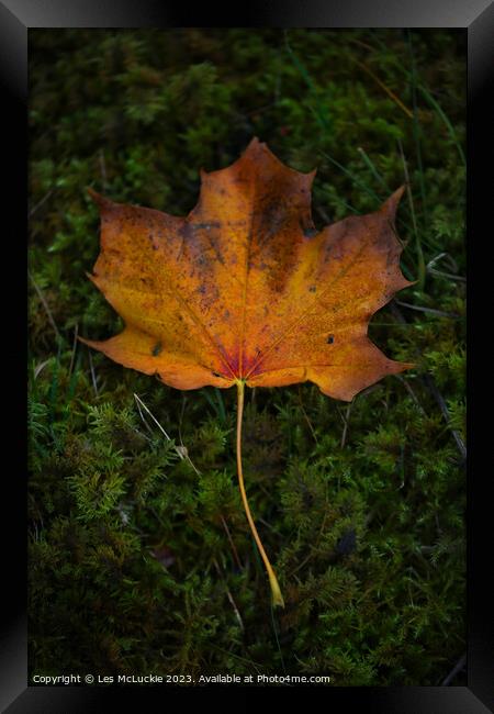 Autumn Leaf Framed Print by Les McLuckie