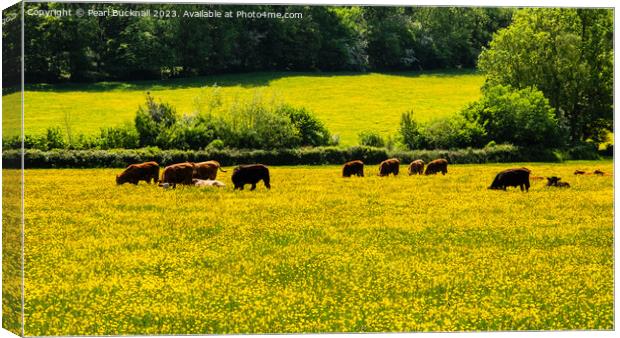 Hereford Cattle in Golden Valley Countryside Canvas Print by Pearl Bucknall