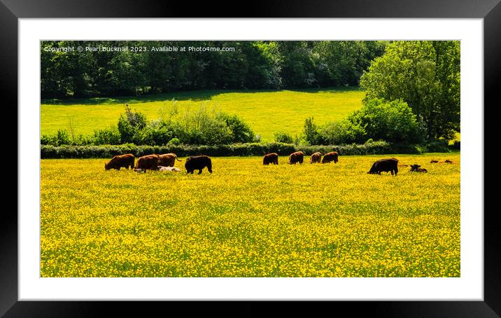 Hereford Cattle in Golden Valley Countryside Framed Mounted Print by Pearl Bucknall