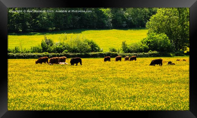 Hereford Cattle in Golden Valley Countryside Framed Print by Pearl Bucknall