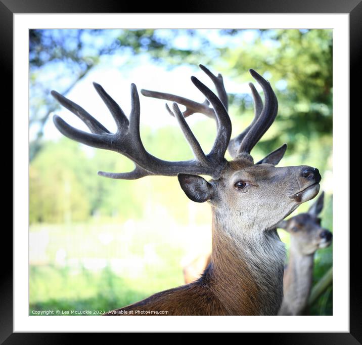 New Galloway Deer  Framed Mounted Print by Les McLuckie