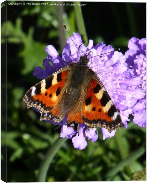 Tortoiseshell butterfly feeding on scabious flower Canvas Print by Phil Banks