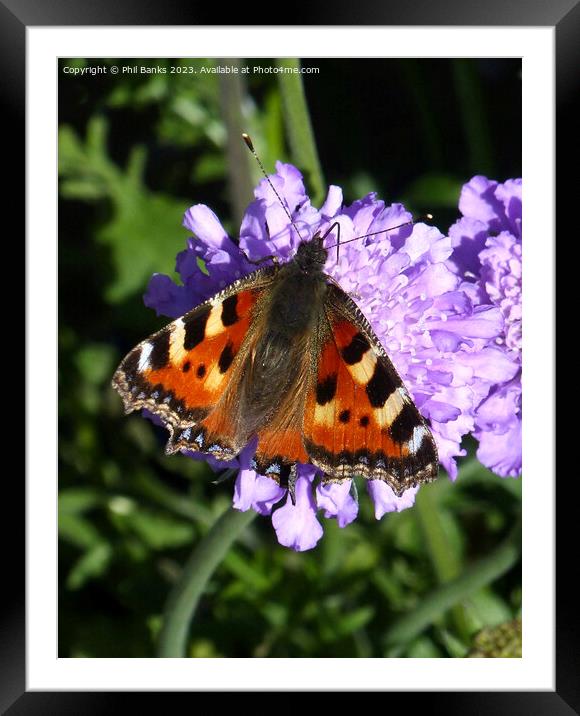 Tortoiseshell butterfly feeding on scabious flower Framed Mounted Print by Phil Banks