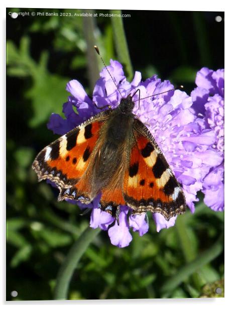 Tortoiseshell butterfly feeding on scabious flower Acrylic by Phil Banks