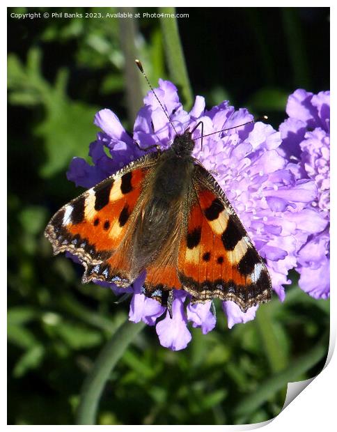 Tortoiseshell butterfly feeding on scabious flower Print by Phil Banks
