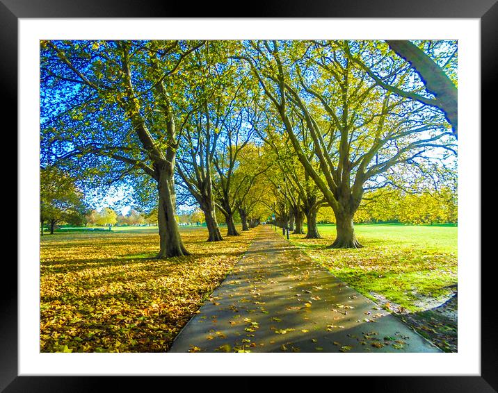 Avenue of Trees Framed Mounted Print by Simon Hill