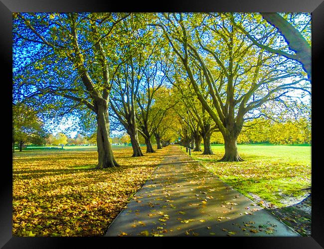 Avenue of Trees Framed Print by Simon Hill