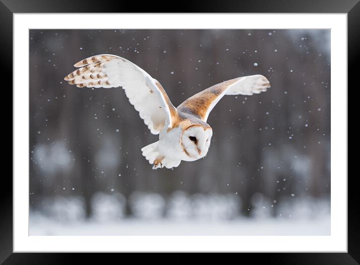 Barn Owl Framed Mounted Print by Picture Wizard