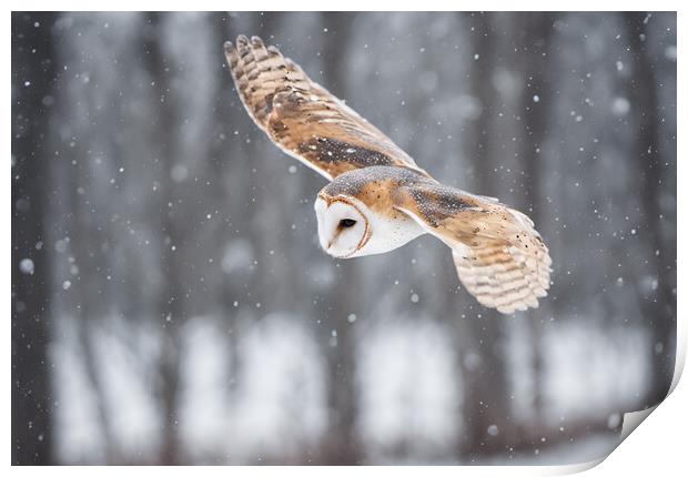 Barn Owl Print by Picture Wizard