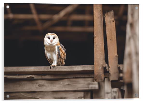 Barn Owl Acrylic by Picture Wizard