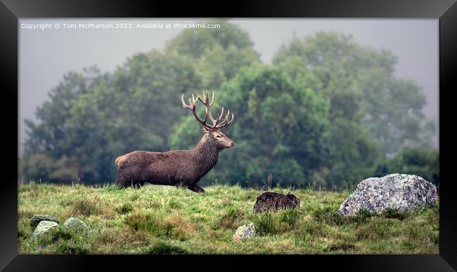 Red Deer Stag Framed Print by Tom McPherson