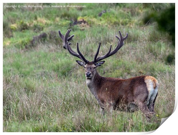 Red Deer Stag Print by Tom McPherson