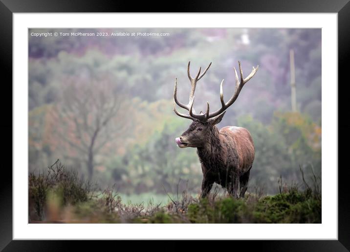 Red Deer Stag Framed Mounted Print by Tom McPherson