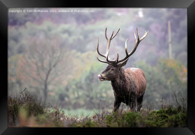 Red Deer Stag Framed Print by Tom McPherson