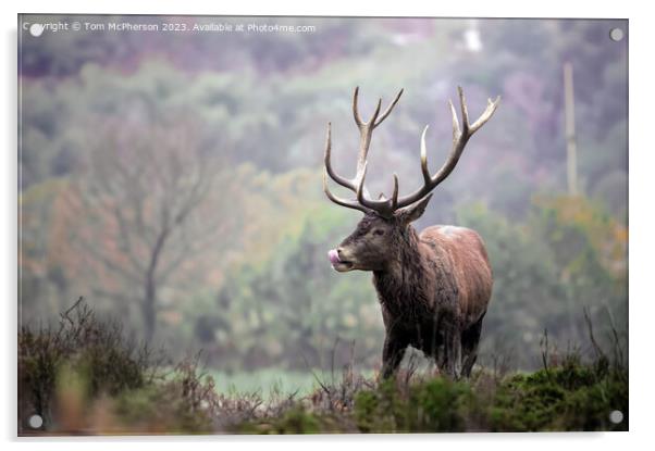 Red Deer Stag Acrylic by Tom McPherson