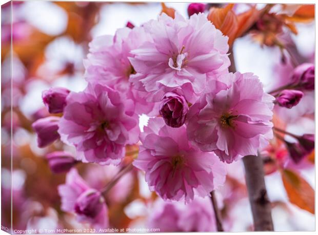Japanese Flowering Cherry Canvas Print by Tom McPherson
