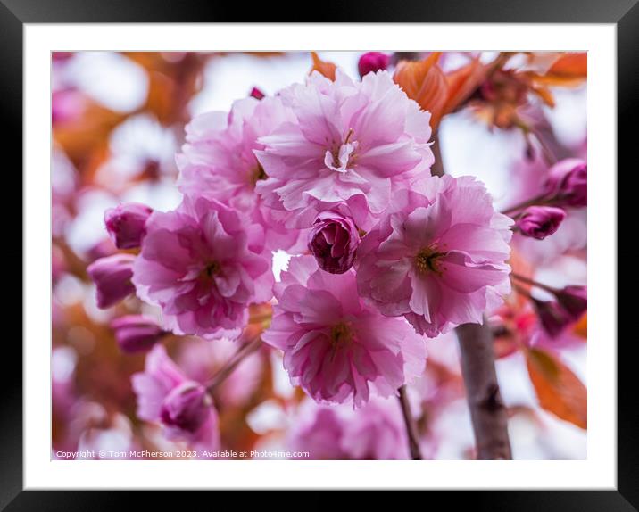 Japanese Flowering Cherry Framed Mounted Print by Tom McPherson