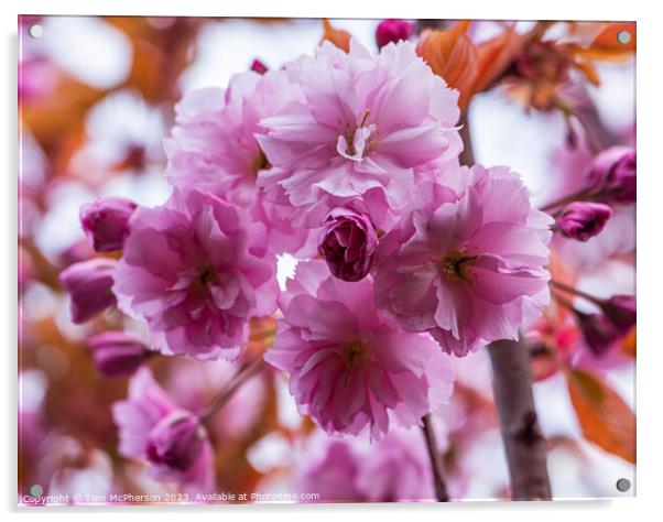 Japanese Flowering Cherry Acrylic by Tom McPherson