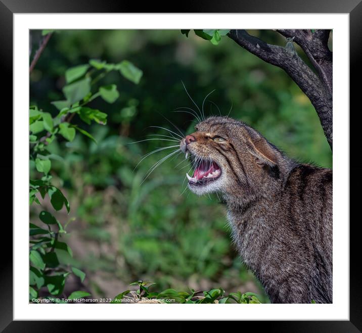 Genuine Scottish wildcat Framed Mounted Print by Tom McPherson