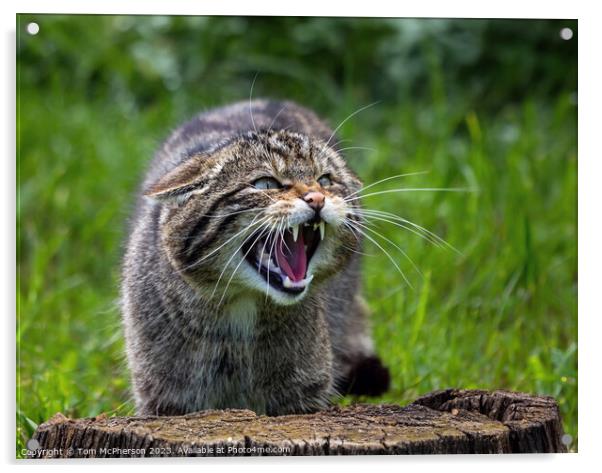 Scottish wildcat Acrylic by Tom McPherson