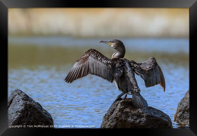 Cormorant drying off  Framed Print by Tom McPherson