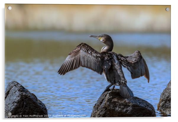 Cormorant drying off  Acrylic by Tom McPherson