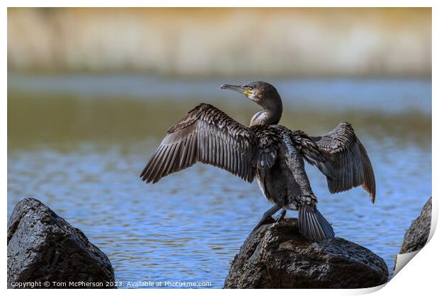 Cormorant drying off  Print by Tom McPherson