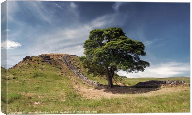 The Famous Sycamore Gap Tree  Canvas Print by Tom McPherson
