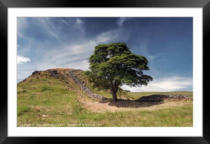 The Famous Sycamore Gap Tree  Framed Mounted Print by Tom McPherson