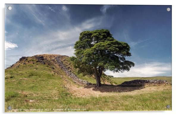The Famous Sycamore Gap Tree  Acrylic by Tom McPherson