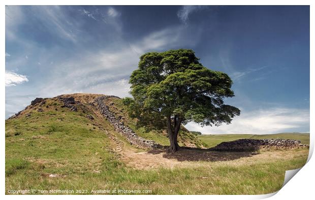 The Famous Sycamore Gap Tree  Print by Tom McPherson
