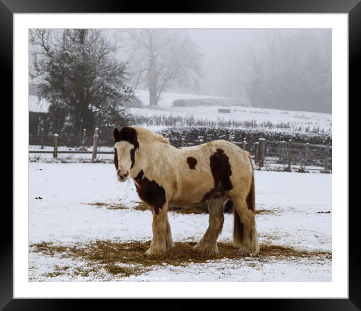 Cold horse Framed Mounted Print by Martin fenton