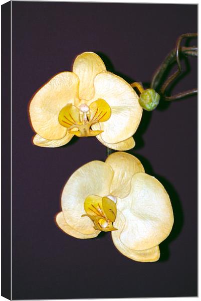 white orchid Canvas Print by Tamma DuPree