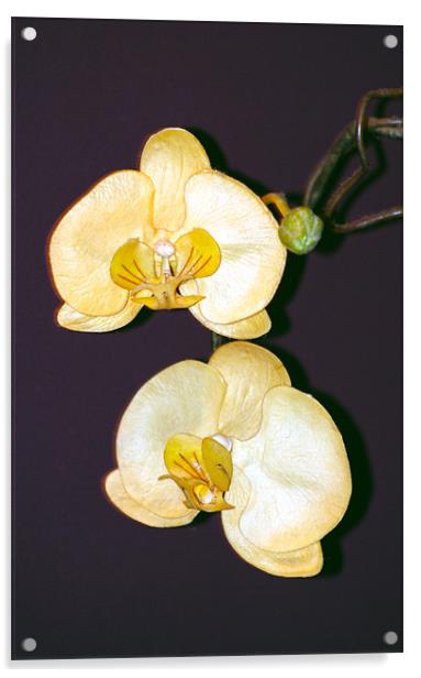 white orchid Acrylic by Tamma DuPree