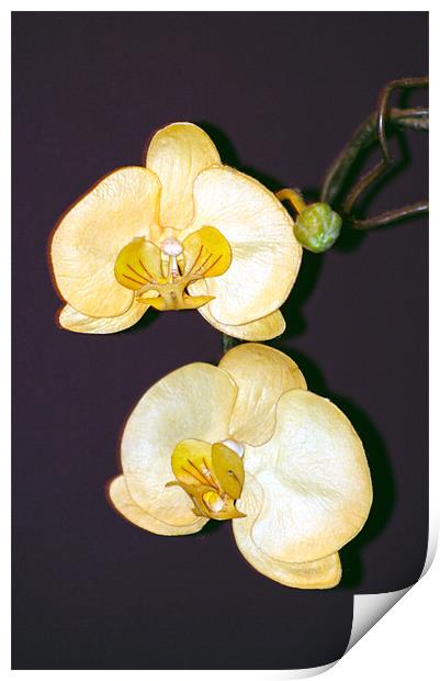 white orchid Print by Tamma DuPree