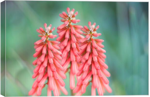 Kniphofia Red Hot Poker Flowers Canvas Print by Alison Chambers