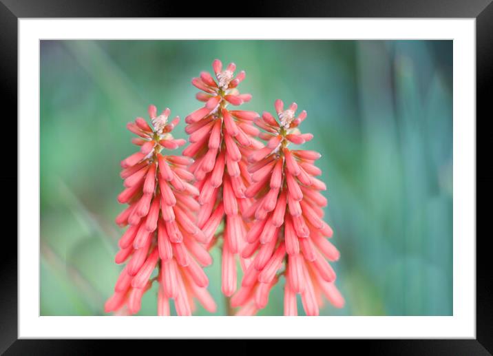 Kniphofia Red Hot Poker Flowers Framed Mounted Print by Alison Chambers