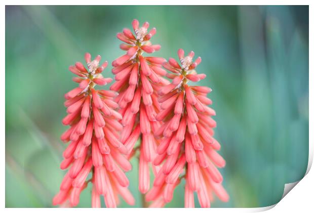 Kniphofia Red Hot Poker Flowers Print by Alison Chambers
