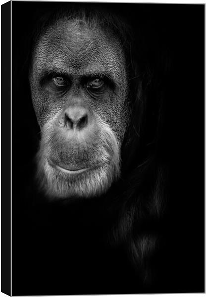 Orangutan Canvas Print by chris smith