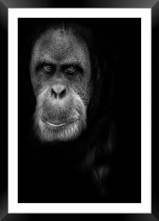 Orangutan Framed Mounted Print by chris smith